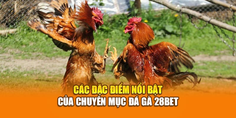 Các đặc điểm nổi bật của chuyên mục đá gà 28bet